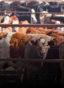 Thumbnail of Agriculture & Livestock